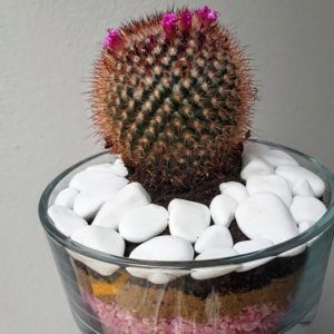 Kaktus Meksykański